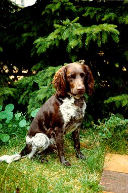 Bonzo im Garten